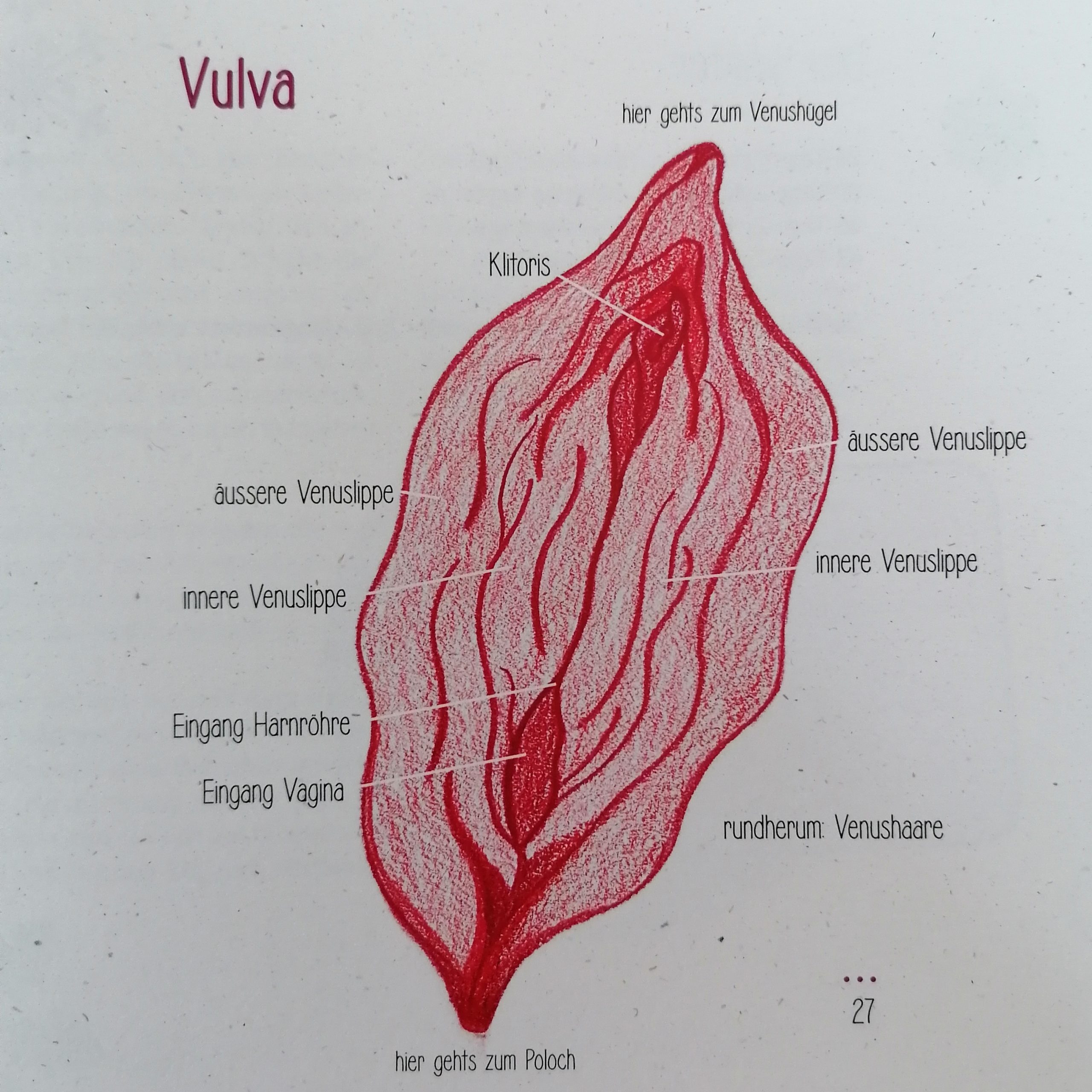 Zyklusbuch & Zyklusrad Vulva